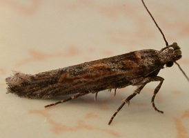 Gnorimoschema gallaesolidaginis